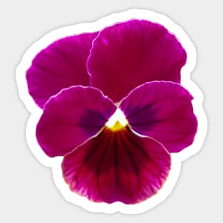 Viola Flower Sticker